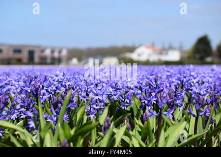 Blau des Meeres. Stockfoto