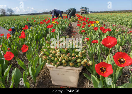 Ernten von Tulpen von polnischen Arbeitern in den Niederlanden. Die meisten Tulpen sind für den Export gedacht. Stockfoto