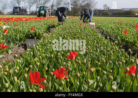 Ernten von Tulpen von polnischen Arbeitern in den Niederlanden. Die meisten Tulpen sind für den Export gedacht. Stockfoto