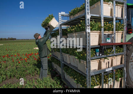 Ernten von Tulpen von polnischen Arbeitern in den Niederlanden. Die meisten Tulpen sind für den Export gedacht. Stockfoto