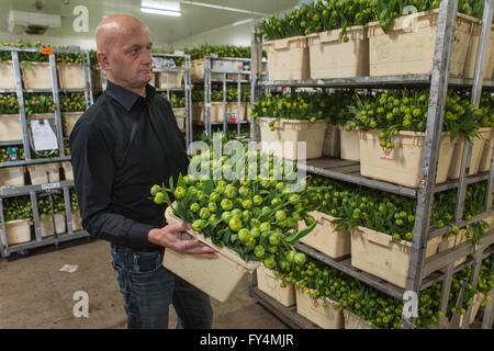 Verarbeitung von Tulpen nach der Ernte. Die meisten Arbeiter sind polnische. Stockfoto