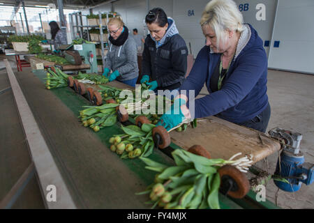 Verarbeitung von Tulpen nach der Ernte. Die meisten Arbeiter sind polnische. Stockfoto