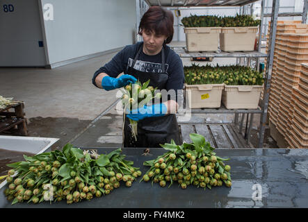 Verarbeitung von Tulpen nach der Ernte. Die meisten Arbeiter sind polnische. Stockfoto
