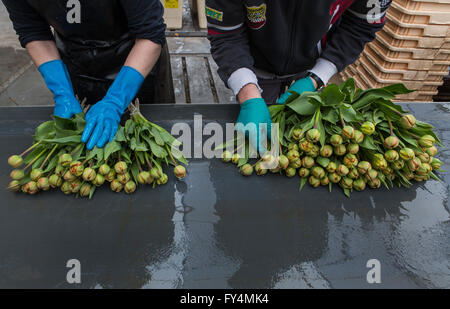 Verarbeitung von Tulpen nach der Ernte. Die meisten Arbeiter sind polnische. Stockfoto