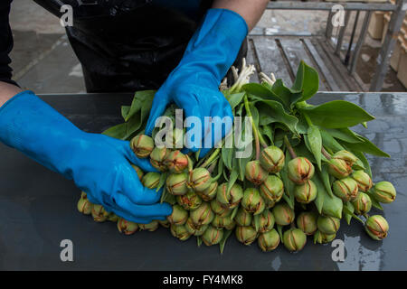 Verarbeitung von Tulpen nach der Ernte. Die meisten Arbeiter sind polnische. Stockfoto