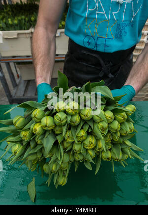 Verarbeitung von Tulpen nach der Ernte. Die meisten Arbeiter sind polnische. Stockfoto