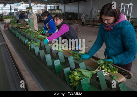 Verarbeitung von Tulpen nach der Ernte. Die meisten Arbeiter sind polnische. Stockfoto