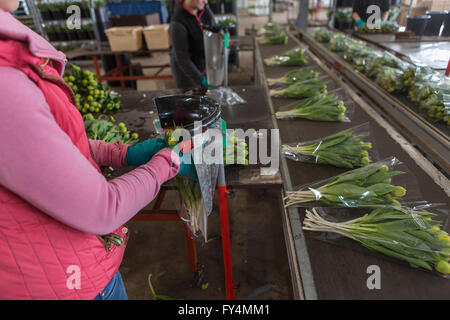 Verarbeitung von Tulpen nach der Ernte. Die meisten Arbeiter sind polnische. Stockfoto