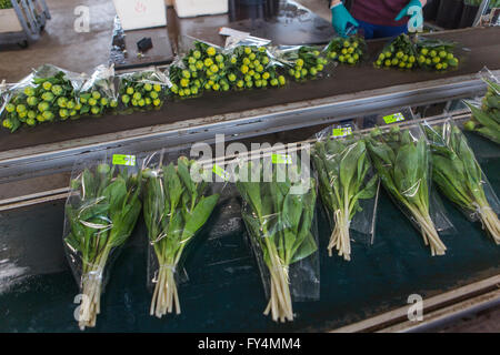 Verarbeitung von Tulpen nach der Ernte. Die meisten Arbeiter sind polnische. Stockfoto