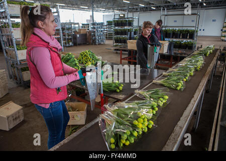 Verarbeitung von Tulpen nach der Ernte. Die meisten Arbeiter sind polnische. Stockfoto