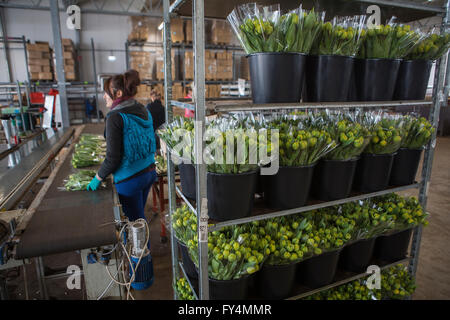 Verarbeitung von Tulpen nach der Ernte. Die meisten Arbeiter sind polnische. Stockfoto