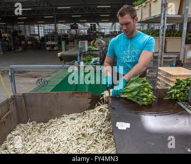 Verarbeitung von Tulpen nach der Ernte. Die meisten Arbeiter sind polnische. Stockfoto