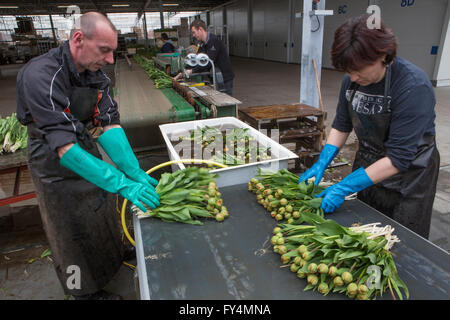 Verarbeitung von Tulpen nach der Ernte. Die meisten Arbeiter sind polnische. Stockfoto