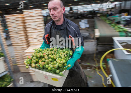 Verarbeitung von Tulpen nach der Ernte. Die meisten Arbeiter sind polnische. Stockfoto