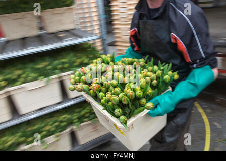 Verarbeitung von Tulpen nach der Ernte. Die meisten Arbeiter sind polnische. Stockfoto