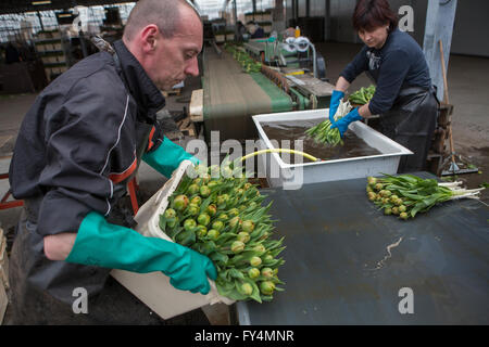 Verarbeitung von Tulpen nach der Ernte. Die meisten Arbeiter sind polnische. Stockfoto