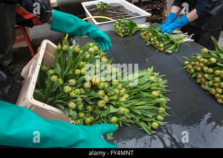 Verarbeitung von Tulpen nach der Ernte. Die meisten Arbeiter sind polnische. Stockfoto