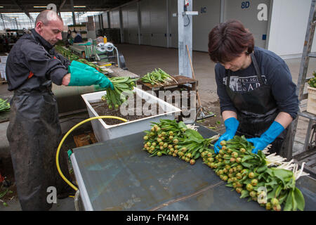 Verarbeitung von Tulpen nach der Ernte. Die meisten Arbeiter sind polnische. Stockfoto