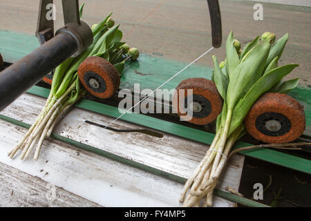 Verarbeitung von Tulpen nach der Ernte. Die meisten Arbeiter sind polnische. Stockfoto