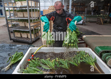 Verarbeitung von Tulpen nach der Ernte. Die meisten Arbeiter sind polnische. Stockfoto