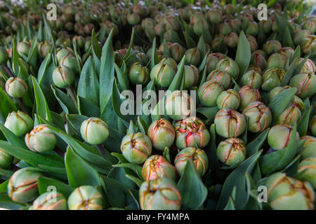 Verarbeitung von Tulpen nach der Ernte. Die meisten Arbeiter sind polnische. Stockfoto