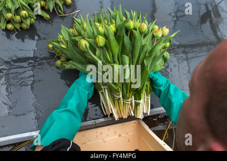 Verarbeitung von Tulpen nach der Ernte. Die meisten Arbeiter sind polnische. Stockfoto