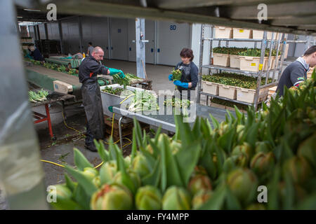 Verarbeitung von Tulpen nach der Ernte. Die meisten Arbeiter sind polnische. Stockfoto