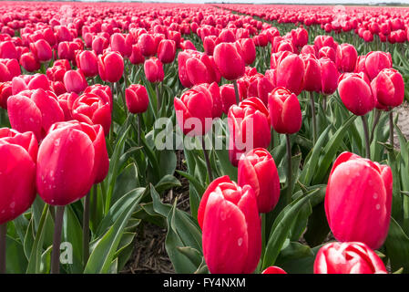 Tulpen und Hyazinthen im Frühjahr Stockfoto