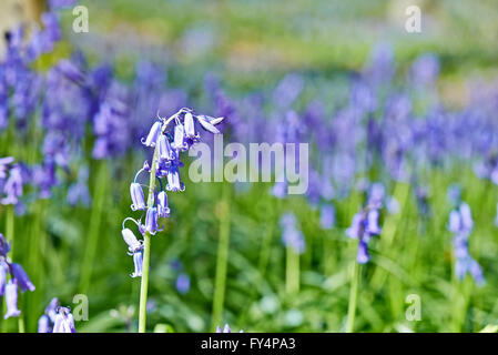 Magische Morgen im Wald Halle mit Bluebell Blumen, Halle, Belgien Stockfoto