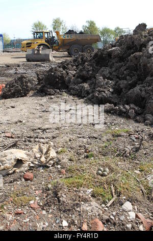 Kiebitz Vanellus Vanellus Nest Eiern Baugebiet Stockfoto