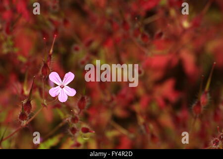 Hintergrund mit Geraniaceae Blüten und ihre rote Blätter. Stockfoto