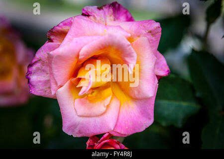 Eine beschädigte aber immer noch schöne Rose Blossom nach gewalttätigen Frühjahr Stürme bringen starke Regenfälle und wind in Kalifornien 2016 Stockfoto