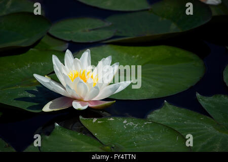 Nahaufnahme einer Heiligen frische weiße Seerose (Waterlily Sorte) hydrophilen Kraut Blüte umgeben von Seerosen zu schweben. Stockfoto