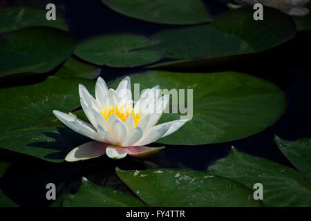 Nahaufnahme einer schönen Heiligen weißen Süßwasser Lilie (Seerose) hydrophilen Kraut Blüte und schwimmende Seerosen. Stockfoto