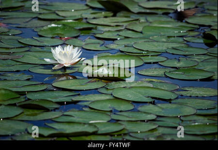 Schöne Heilige weiß Seerose (Seerose), ein Seerosengewächse aquatische Kraut, umgeben von Seerosen zu schweben. Griechenland Stockfoto