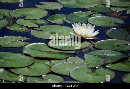 Close-up auf eine weiße Seerose (Seerose) umgeben durch schwimmende Seerosen (Nymphaea) Stockfoto