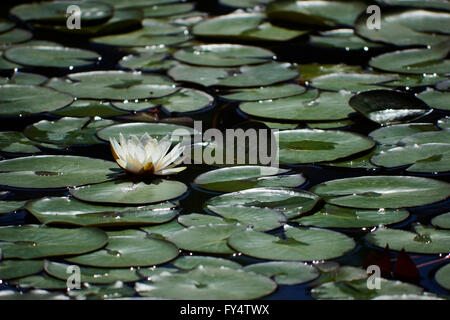 Eine frische schwimmenden Hintergrundbeleuchtung Wildwasser Lilie (Seerose) Blume schwimmt auf der Wasseroberfläche Teich. Stockfoto