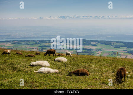 Schweiz, Jura, Schafe auf Hügel, Anzeigen auf Alpen Stockfoto