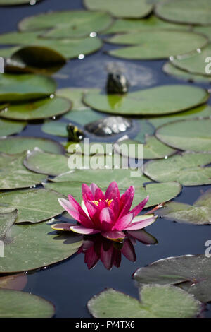 Eine reflektierte violette Seerose auf der Wasseroberfläche des Teiches & zwei SP. ist Scripta Elegans Schildkröten, unscharf im Hintergrund Stockfoto