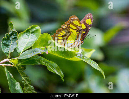 Ein wunderschöner Schmetterling Malachit (Siproeta S. Stelenes) thront auf einem grünen Blatt. Jamaika, Karibik. Stockfoto