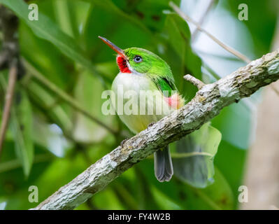 Eine endemische Art jamaikanische Tody (Todus Todus) thront auf einem Ast. Jamaika, Karibik. Stockfoto