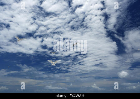 Weiße, flauschige Wolken und weißen Fee Tern Vögel in den blauen Himmel Stockfoto