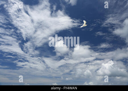 Weiße, flauschige Wolken und weißen Fee Tern Vogel in den blauen Himmel Stockfoto