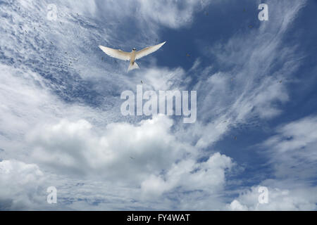 Weiße, flauschige Wolken und weißen Fee Tern Vogel in den blauen Himmel Stockfoto