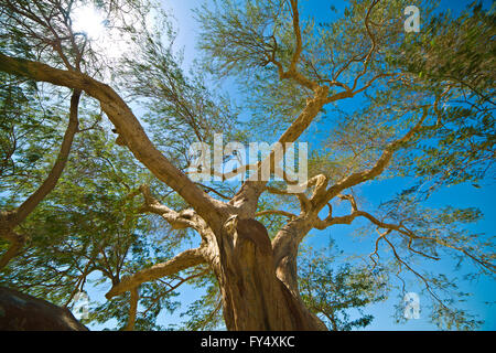 Baum des Lebens, 400 Jahre alten Baum in der Mitte der Wüste in Bahrain Stockfoto