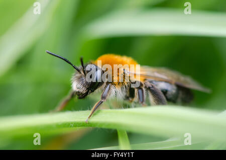 Andrena Nitida, weibliche Bergbau Biene. Eine einsame weibliche Biene im Profil, mit markanten Fuchs-rote Färbung des Thorax und Haare im Gesicht Stockfoto