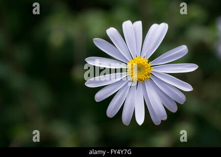 Oxeye Daisy auf grünem Hintergrund Stockfoto