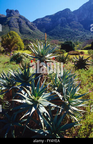 Aloe Arborescens; "Compton"; Kirstenbosch National Botanical Garden; außerhalb von Kapstadt; Kap-Halbinsel; Südafrika Stockfoto