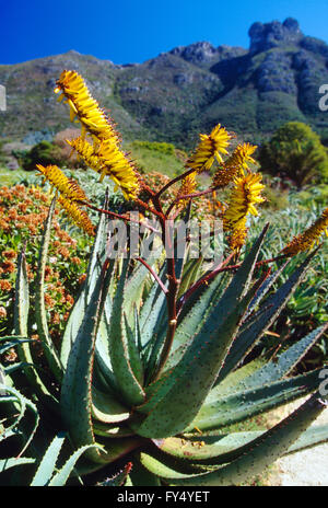 Aloe Arborescens; "Compton"; Kirstenbosch National Botanical Garden; außerhalb von Kapstadt; Kap-Halbinsel; Südafrika Stockfoto