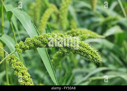 Nahaufnahme von Foxtail Hirse Stiel mit Körnern. Hirse dient als Nahrung, Futter und zur Herstellung von alkoholischen Getränken. Stockfoto